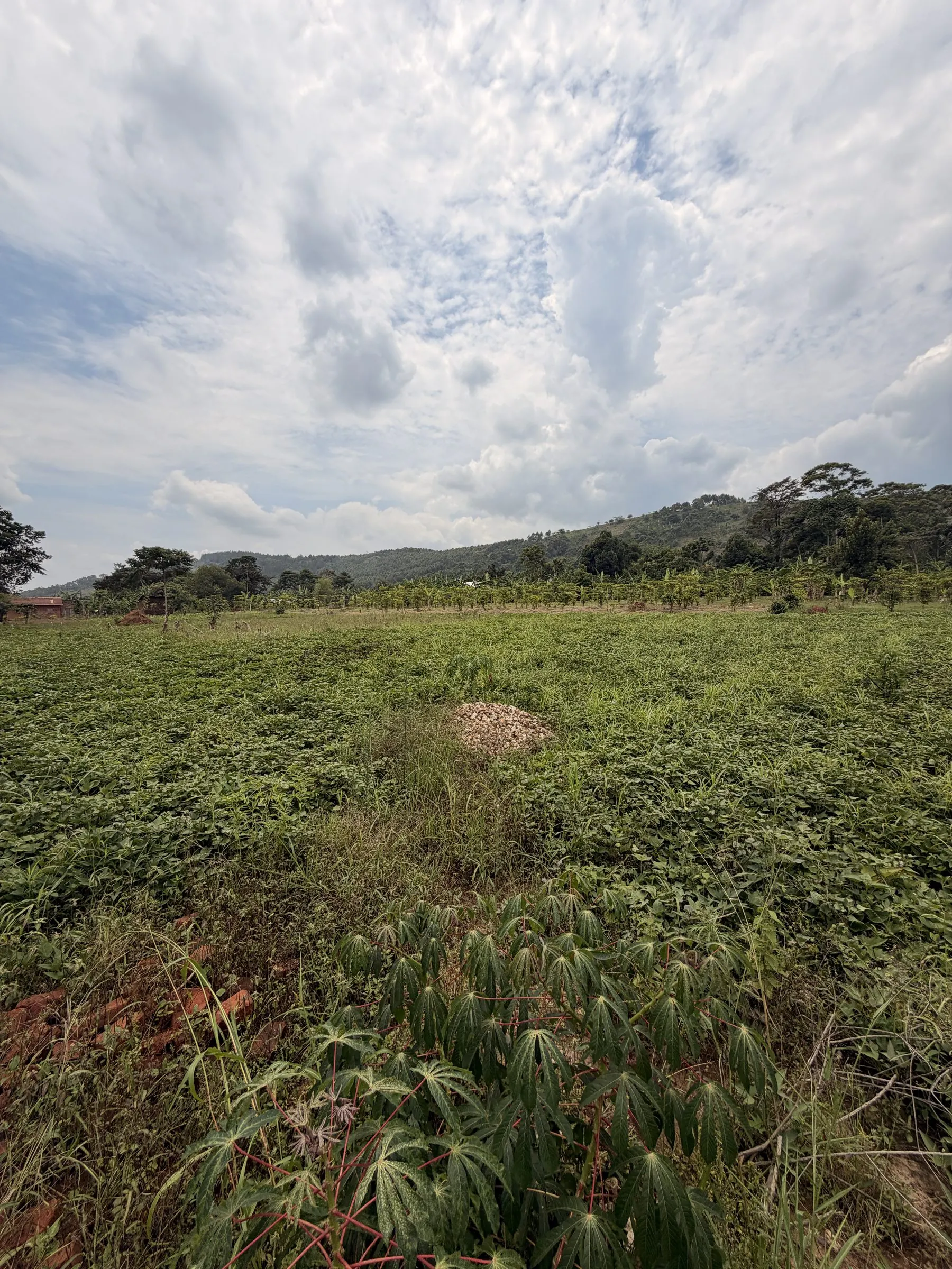 The purchased land: open green ground beneath a wide sky