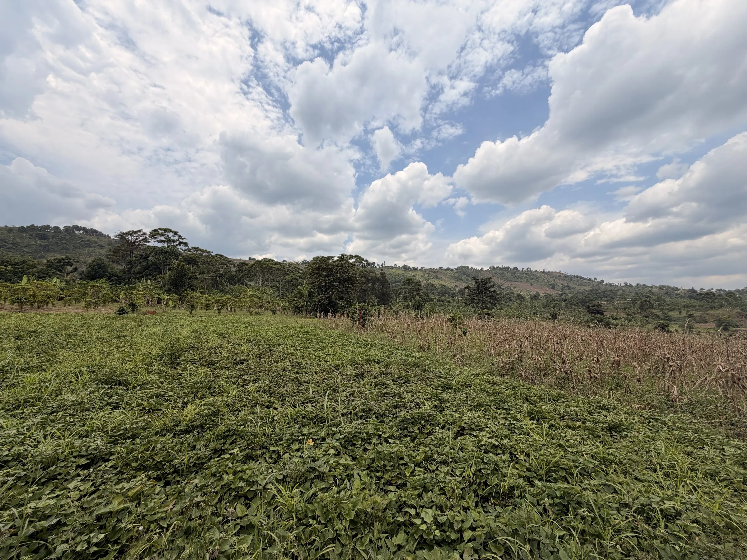 Wide view of the purchased land for the permanent campus